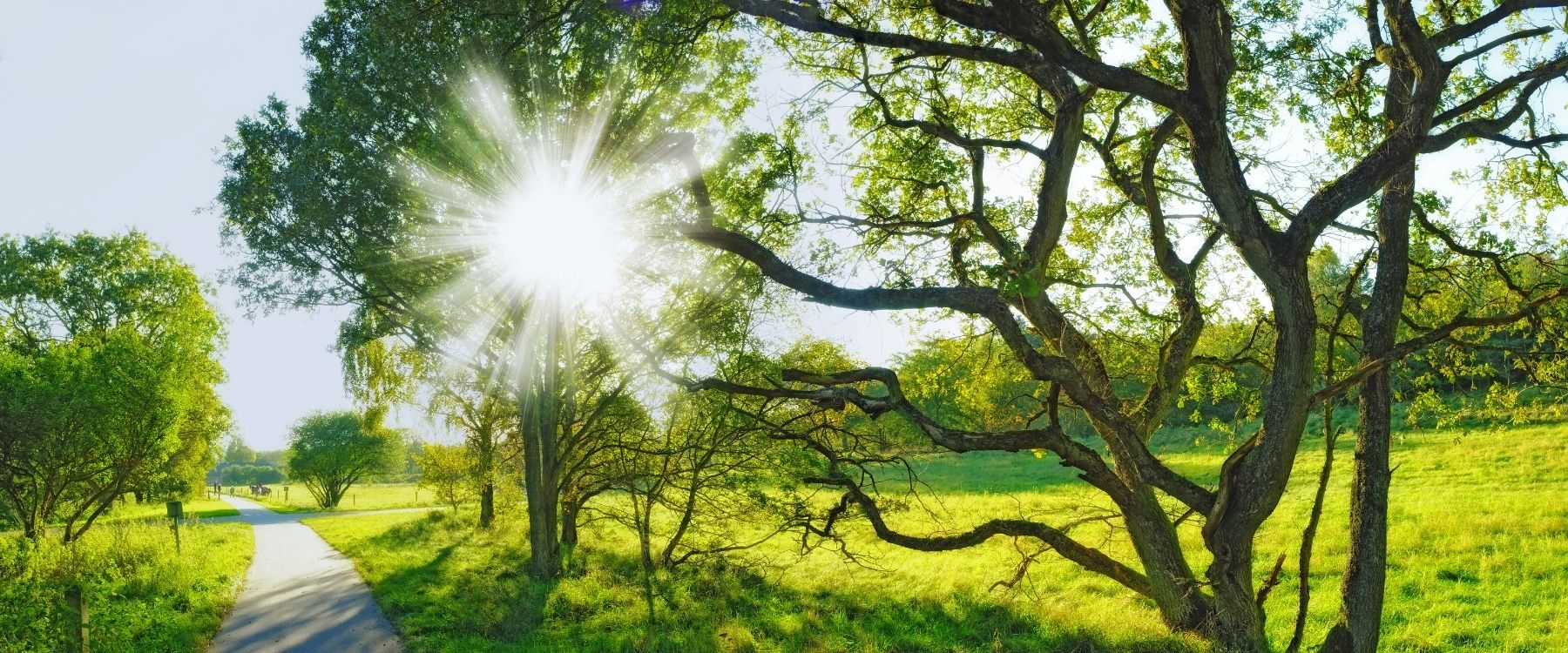 Naturlandschaft mit Bäumen und Sonnenlicht.