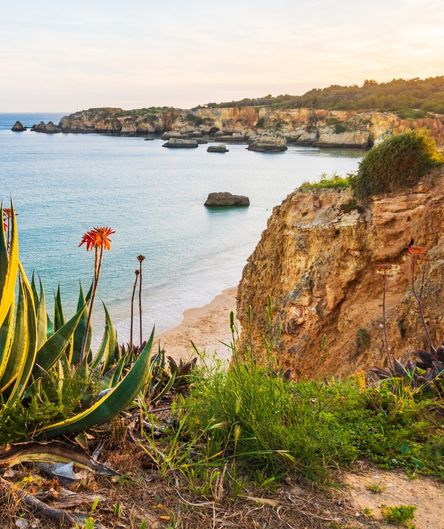 Blick von einer Klippe mit einer blühenden Agave auf eine Sandbucht, ruhiges Meer und Felsformationen an der Küste. Blick von einer Klippe mit einer blühenden Agave auf eine Sandbucht, ruhiges Meer und Felsformationen an der Küste.